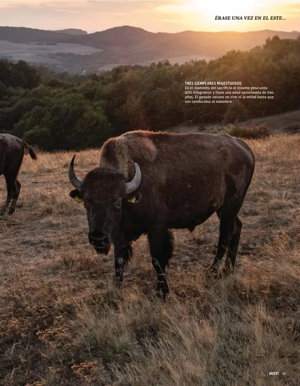  ??  ?? En el momento del sacrificio el bisonte pesa unos 600 kilogramos y tiene una edad aproximada de tres años. El ganado vacuno no vive ni la mitad hasta que son conducidos al matadero