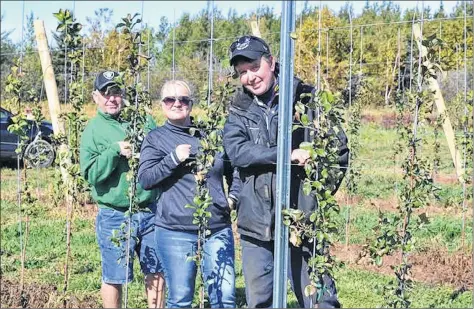  ?? ERIC MCCARTHY/JOURNAL PIONEER ?? John Handrahan, right, surveys his trellis lines of apple trees with Tim Pearson and Nancy MacKay, co-owners of Red Shore Orchards, the company that did the planting and installed the trellises.