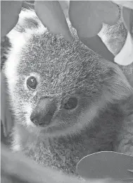  ?? MARTIN MEISSNER/AP FILE ?? Activists are pushing for stronger protection­s for the koala, whose status has been moved from vulnerable to endangered.