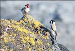  ??  ?? Sunday best: Brightly coloured finches perch on the rocks.