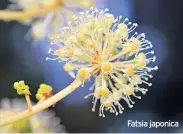  ??  ?? Fatsia japonica