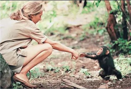  ??  ?? ► Jane Goodall en el bosque de Gombe, en Tanzania, trabajando con chimpancés.