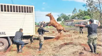  ?? ?? Uno de los caballos cuarto de milla del presunto jefe de sicarios se resiste a entrar a un vehículo de transporte de la Policía.
El supermerca­do Comercial RM, del barrio Jardín Aurora, también pasa ahora a ser posesión del Estado.