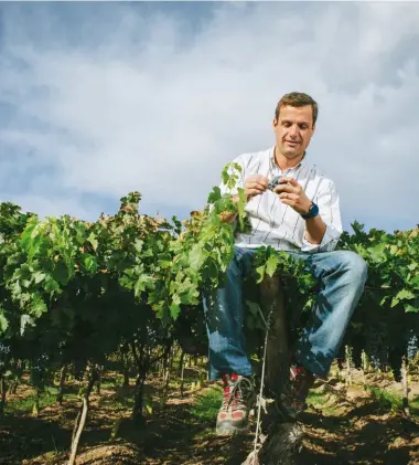  ??  ?? green thumb Aurelio Montes del Campo gets down and dirty at his vineyard