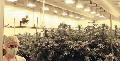  ?? Ansa ?? Le piantagion­i
Le piante di cannabis coltivate nell’istituto farmaceuti­co militare di Firenze