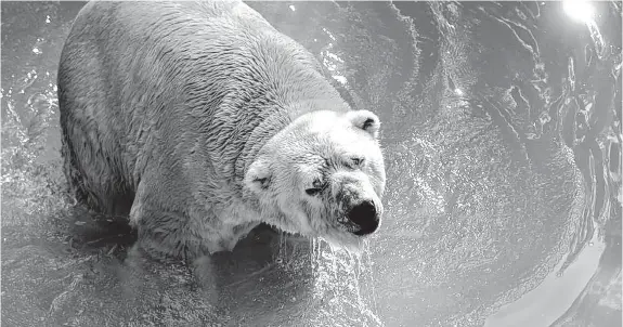  ?? GENTILEZA DIARIO "LOS ANDES", DE MENDOZA ?? El popular oso Arturo, a quien en algún momento se prensó en trasladarl­o a Canadá para que tenga una mejor calidad de vida, murió en la tarde de ayer.