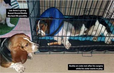  ??  ?? Lee-Anne is giving Basset Hound Buddy the best life possible.
Buddy on crate rest after his surgery while his sister wants to play.