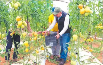  ?? ?? El ministro Moisés Bertoni, cosechando tomate “hopeju” (sin maduración completa), en Caaguazú.