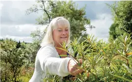  ?? Bild: EDITH CAMILLA SVENSSON ?? HAVTORN. Det finns (som tur är) inte bara äpplen hos Regnér Garden. På havtornen kokar man både marmelad och saft.