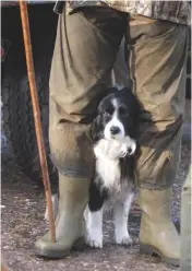  ??  ?? Border collies can make great beating dogs, as they are usually calm, quiet and obedient