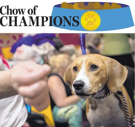  ?? MARY ALTAFFER/ASSOCIATED PRESS ?? Emmy, a harrier, keeps her eyes on a treat offered by handler Mike Gowen in the benching area before competing in the recent 142nd Westminste­r Kennel Club Dog Show. One of her favorites? Ice cubes.