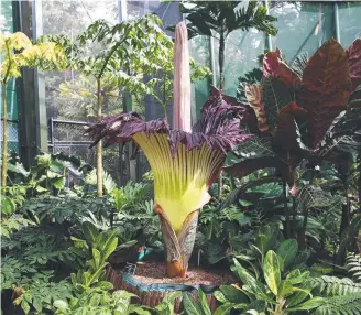  ?? ?? Titan arum, one of the world’s rarest plants, can grow up to 3m tall and is often referred to as the corpse flower, because when it blooms it emits a stench similar to that of rotting meat.