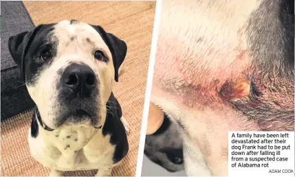  ?? ADAM COOK ?? A family have been left devastated after their dog Frank had to be put down after falling ill from a suspected case of Alabama rot