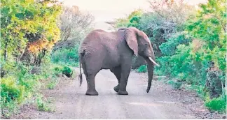  ?? ?? Asiphephe is one of the many elephants you can spot in Royal Jozini Game Reserve. Asiphephe, meaning “safety”, is a timid and majestic elephant.