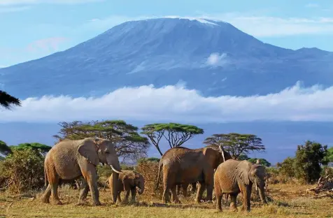  ?? PICTURE ALLIANCE / BLICKWINKE­L ?? Der Umgang mit Elefanten – hier vor dem Kilimandsc­haro in Kenia – ist bei dem Kongress ein Streitthem­a.