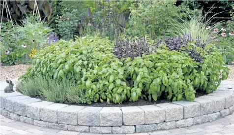  ?? PHOTOS BY THERESA FORTE/SPECIAL TO POSTMEDIA NEWS ?? A nibble-resistant herb garden, filled with plants the bunny avoids: basil, thyme, sage and garlic chives.