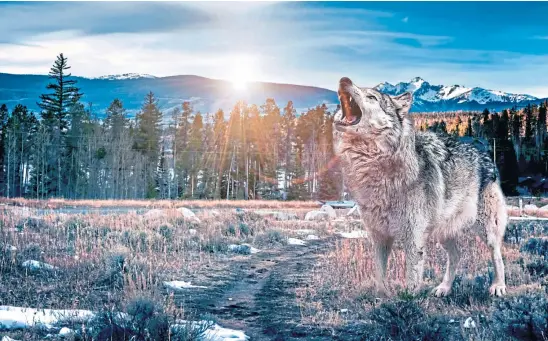  ??  ?? CALL OF THE WILD: The US state of Colorado has voted for the reintroduc­tion of gray wolves to the region.