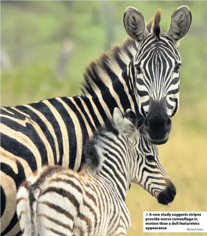  ?? Richard Jones ?? A new study suggests stripes provide worse camouflage in motion than a dull featureles­s appearance