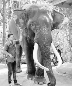  ?? — AFP photo ?? ‘Ekasit’, who killed Somsak standing next to one of the zoo’s elephant handlers in Chiang Mai.