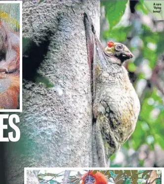  ??  ?? A rare ‘flying lemur’