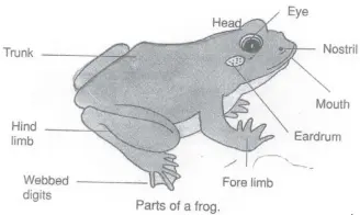  ??  ?? Let’s look at the frog in the picture above. Look at the parts that are labelled.