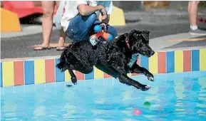  ?? CHRIS MCKEEN/FAIRFAX NZ ?? It was the pawfect opportunit­y to master some serious doggy paddle.