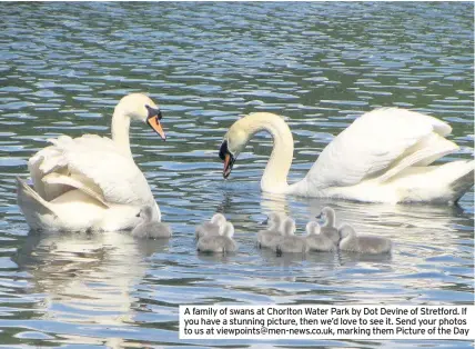  ??  ?? A family of swans at Chorlton Water Park by Dot Devine of Stretford. If you have a stunning picture, then we’d love to see it. Send your photos to us at viewpoints@men-news.co.uk, marking them Picture of the Day