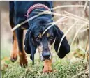  ??  ?? Gus, a 6-yearold black and tan coonhound, sniffs around the property at Paws of Perseveran­ce.