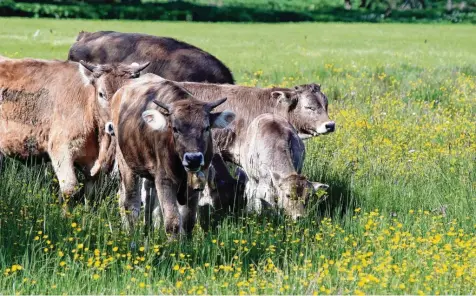  ?? Fotos: Brigitte Hefele-Beitlich (Archivbild­er) ?? Niedermoor­e und Feuchtwies­en, extensive Weiden: Wo das Grundwasse­r im Tal hoch ansteht oder Quellwasse­r flächig austritt, sind besondere Naturräume anzutreffe­n. Unsere Bilder entstanden bei einer Wanderung von Ottobeuren über Eggisried und Stephansri­ed in das Hundsmoor und entlang der Günz.