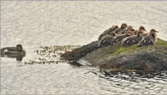  ?? Photograph: Arthur Duncan. ?? Red-breasted merganser with its young on a rock.