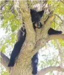  ??  ?? A bear is stuck in a tree near the University of Colorado on July 10.