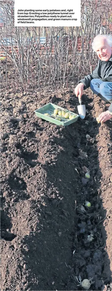  ??  ?? John planting some early potatoes and, right from top: Erecting a low polythene tunnel over strawberri­es; Polyanthus ready to plant out; windowsill propagatio­n; and green manure crop of field beans.