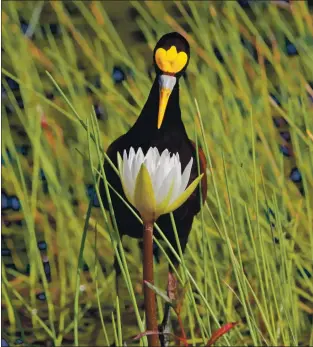  ?? PHOTO BY VAYUN TIWARI ?? Sunnyvale resident Vayun Tiwari, 16, was recently named the Youth Winner of the National Audubon Society’s 2020 Photograph­y Awards for this shot he took of a Northern Jacana, a marsh bird of the tropics, along the New River in Belize.