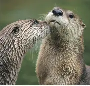  ?? PHOTO COURTESY CANADIAN MEDICAL ASSOCIATIO­N ?? While normally playful, otters have sharp teeth, and flora in their mouths can carry infectious organisms.