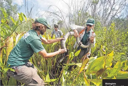  ?? LEAH VOSS/USA TODAY NETWORK ?? Biologists Austin Fitzgerald, left, Matthew McColliste­r and Jillian Josimovich wrangle a Burmese python named Charlie 5.