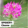  ??  ?? SPIDERY: Cleome