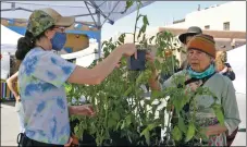  ??  ?? A vendor from Rio Lucero farms sells a tomato plant to a customer at the Taos Farmers Market on Saturday (May 15).