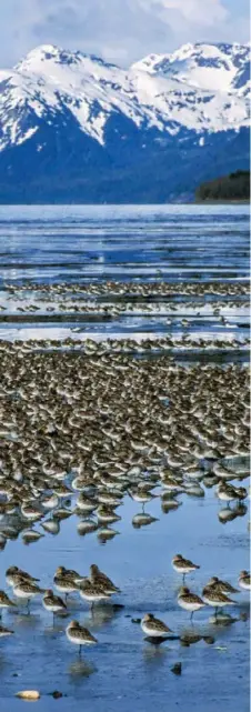  ??  ?? CLOCKWISE FROM LEFT: Mats of resting western sandpipers on the mud flats of Harney Bay; the sun sets over a small lake near the delta; the Smykes, a local family, enjoy the water and report wildlife sightings over the radio.