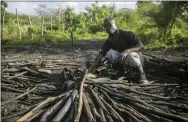  ?? ODELYN JOSEPH — THE ASSOCIATED PRESS ?? Luckner Jean prepares a pile of wood to make charcoal in Trou-du-Nord, Haiti. Charcoal vendors in Haiti hack down trees for cooking fuel.