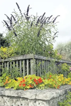  ??  ?? Citrus coloured nasturtium and fragrant butterfly bush soften a stone garden wall along High Street in Southampto­n.