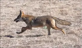  ?? Robyn Beck / AFP via Getty Images ?? A coyote such as this one was shot and killed by neighbors of an East Haddam woman who had been attacked twice in one day by the animal.