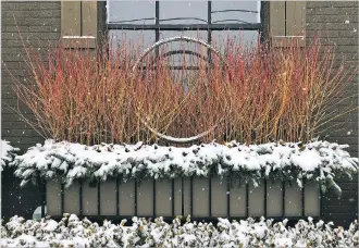  ?? DETROIT GARDEN WORKS VIA WASHINGTON POST ?? Dogwood twigs highlight a window box filled with noble fir and illuminate­d with a lighted-steel ring.