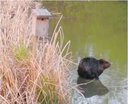  ??  ?? A young beaver has moved into Olympic Village’s Hinge Park, although a lack of trees in the area may force the animal to move on to another habitat.