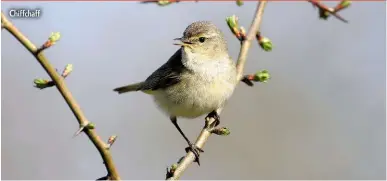  ??  ?? Chiffchaff