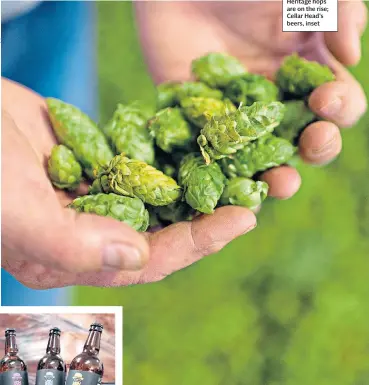  ??  ?? GREEN FINGERED Heritage hops are on the rise; Cellar Head’s beers, inset