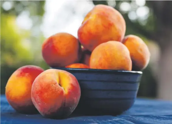  ?? Amy Brothers, The Denver Post ?? Palisade peaches from Colorado’s Western Slope are typically in season from late July through September.