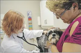  ?? CHris sHannon/tc media ?? Dr. Charlotte Ramey of the Sydney Animal Hospital examines Piper, a 10-year-old Shih Tzu, for heartworm as part of an annual checkup on Tuesday, while the dog’s owner Colleen MacNeil holds her in place. The potentiall­y fatal heartworm disease was...