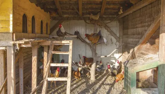  ??  ?? A chicken coop should include different ways for birds to interact and move about.