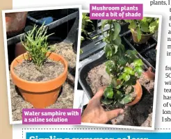  ??  ?? Water samphire with a saline solution Mushroom plants need a bit of shade