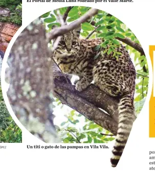  ?? ?? Un titi o gato de las pampas en Vila Vila.